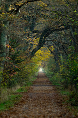 Peaceful forest path covered in autumn leaves beneath arching trees