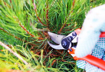 Pine cutting use branch cutter. Pruning and care of coniferous trees. Cutting branches on pine trees use pruning shears. Trimming, Pine Tree Care. Pruning niwaki tree with clippers, pruning tools.