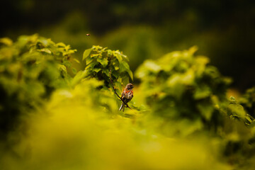 Uchwycenie pszczoły podczas fotografii ptaka  © J.O.biektyw