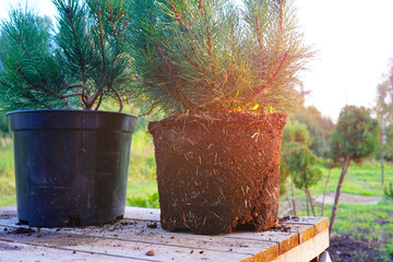 Repotting Mugo Pine. Dwarf Mugo Pine grown in closed root system. Mugo pine Mughus from a pot. Spruce plants growing, ornamental trees planting. Bonsai from nursery stock. Repot young coniferous tree.