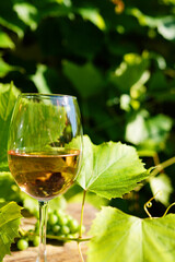 Wineglass with white wine on Green grape leaves in vineyard. Glass of wine on Grape leaves background. Tasting white wine in a vineyard vines. Blank Wine glass on green growing grapes in vineyard.
