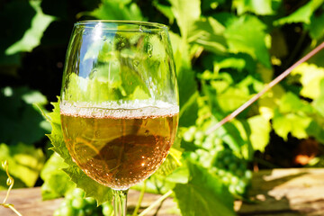 Wineglass with white wine on Green grape leaves in vineyard. Glass of wine on Grape leaves background. Tasting white wine in a vineyard vines. Blank Wine glass on green growing grapes in vineyard.
