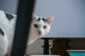 kot, kicia, domowy kot, portret, żółte oczy,  © Adrian Jaśpiński