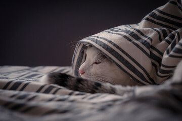 kot, kicia, domowy kot, portret, żółte oczy,  © Adrian Jaśpiński