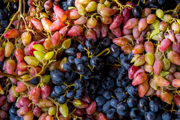 Ripe grapes