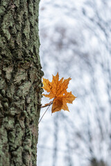 A yellow autumn leaf with holes hanging on a tree branch against a gray November sky.