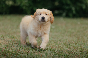 Happy Golden Retriever puppy runs around the park in summer
