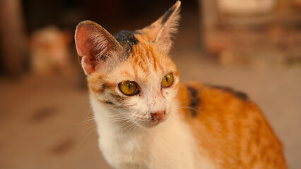 Three-colored domestic cat on a blurred background. Calico cat. Pet.