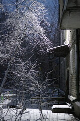 winter in the forest