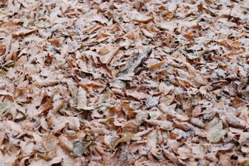 close up of brown rice