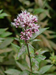 秋の神戸布引ハーブ園の花々