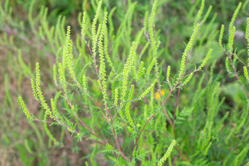 Green flowering ragweed bushes. An allergenic plant. A dangerous quarantine weed
