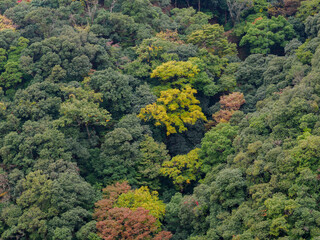 紅葉が始まる神戸布引の城山の色づく山並みにロープウェイ