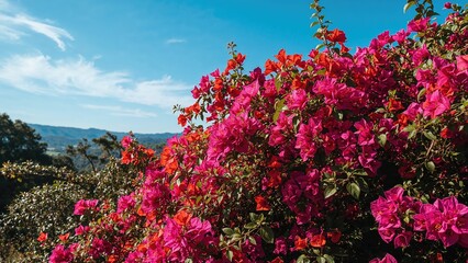 Obraz premium Vivid pink bougainvillea flowers blooming against a blue sky with distant hills in the background.