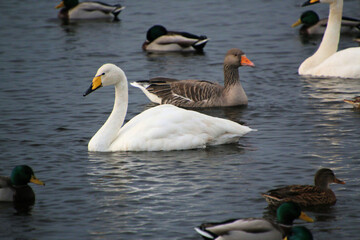 A close up of a Whooper Swan at Martin Mere Nature Reserve