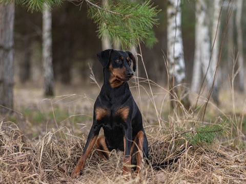A dog, a black and tan german pinscher, sits on dry grass in a clearing in the forest in spring.