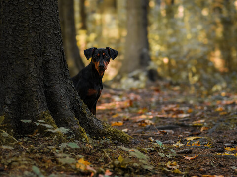A black and tan German Pinscher peeks out from behind a tree trunk in a pine grove