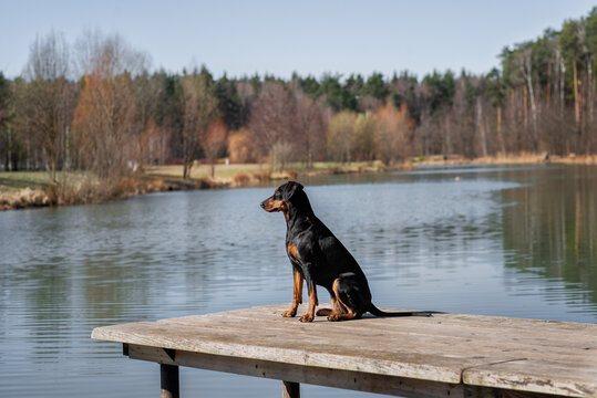 A black and tan German Pinscher sits on a wooden pier on the shore of a pond in Meshchersky Park in the Moscow region in spring.
