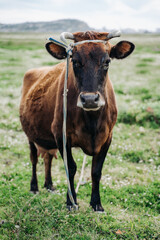 A brown cow is grazing in a meadow and its udder full of milk