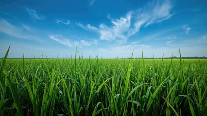 Obraz premium Lush green grass field under a bright blue sky with scattered clouds.