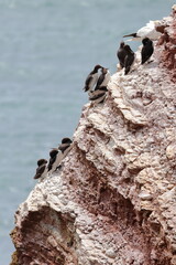 guillemot