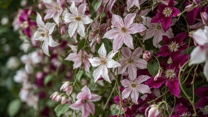 A cluster of pink and white clematis flowers with green foliage.