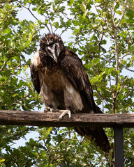 portrait of a vulture
