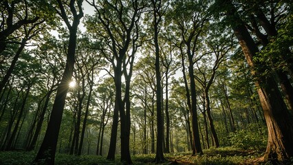 Fototapeta premium Dense forest with tall trees and sunlight filtering through the canopy. Nature and woodland landscape. Greenery and outdoor scenery.