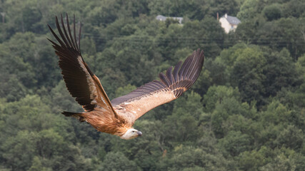 portrait of a vulture