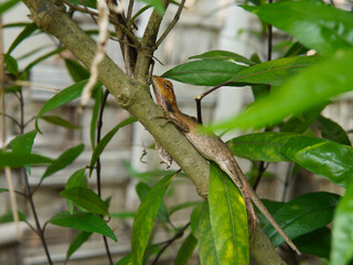 Oriental Garden Lizard perched on a tree branch. animal theme. reptile