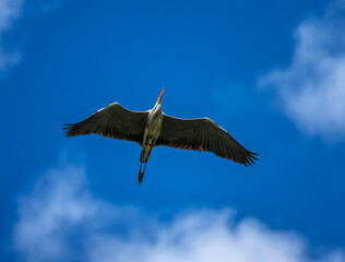 A grey heron bird flies high in the blue sky with its paws outstretched and wings spread