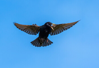 Migratory bird black starling flies against the blue sky with its beak open and wings and tail spread