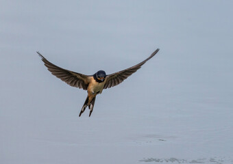  A barn swallow bird flies over water on a summer day with its wings spread