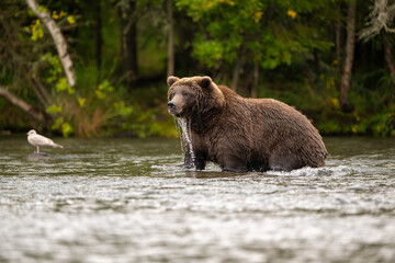 Alaskan brown bear standing in Brooks River