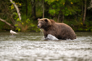 Alaskan brown bear standing in Brooks River