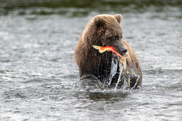 Alaskan brown bear with sockeye salmon