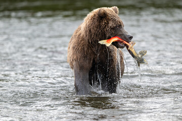 Alaskan brown bear with sockeye salmon