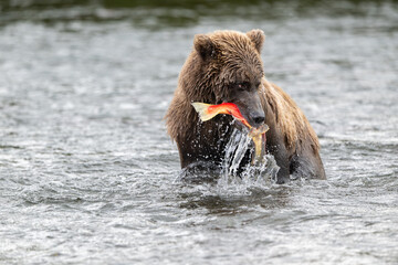 Alaskan brown bear with sockeye salmon