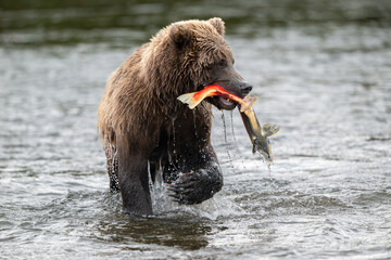 Alaskan brown bear with sockeye salmon
