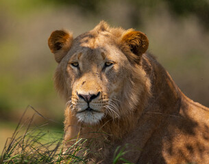 The lions (Panthera leo) are one of the most important parts of African wildlife. They live in national parks in Africa. 
