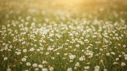 Field of daisies in sunlight with a warm glow, capturing a peaceful and natural scene. © Lasvu