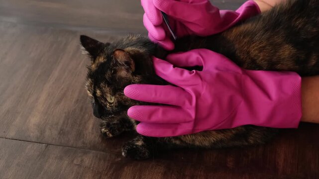 Vet doctor holds cat applying drops at withers, medicine from parasites, ticks, worms and fleas. Blister from parasites for animals. Hands in gloves. Pet treated with parasite remedy protection. 4K.