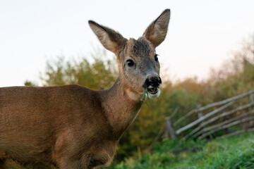 Close-up portrait of a young roe deer chewing a leaf on a autumn evening.