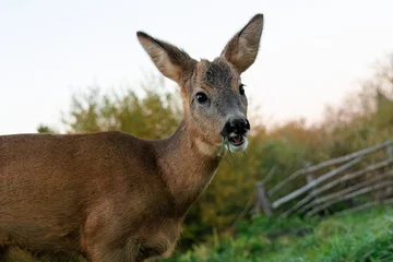 Rolgordijnen Ree Close-up portrait of a young roe deer chewing a leaf on a autumn evening.  © Mariia