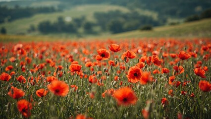 Obraz premium A field of bright red poppies in bloom with lush green hills and trees in the background.