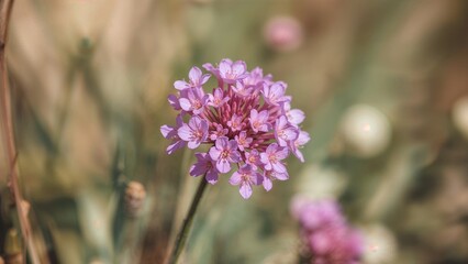 Fototapeta premium Close-up of a pink flower with a blurred natural background.