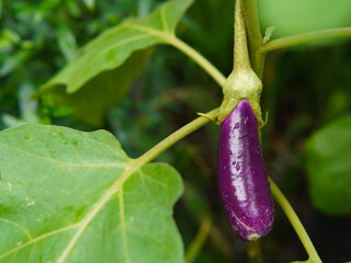 Eggplant ready to harvest. Eggplant on its plant. Agriculture theme.