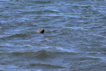 grey seal