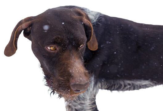 German hunting watchdog drahthaar, Beautiful dog portrait in winter