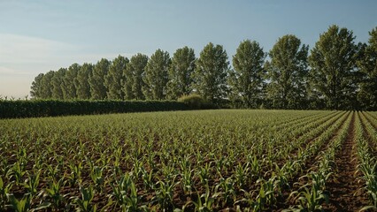 A large crop field with tall trees in the background under a clear sky. Agricultural landscape with rows of crops and lush greenery.